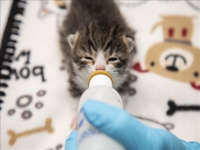 Image of Foster Bottle Baby Kittens! the cat