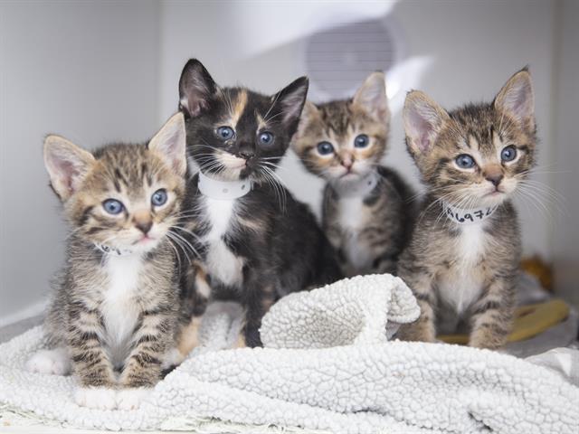 Image of Foster Kittens! the cat