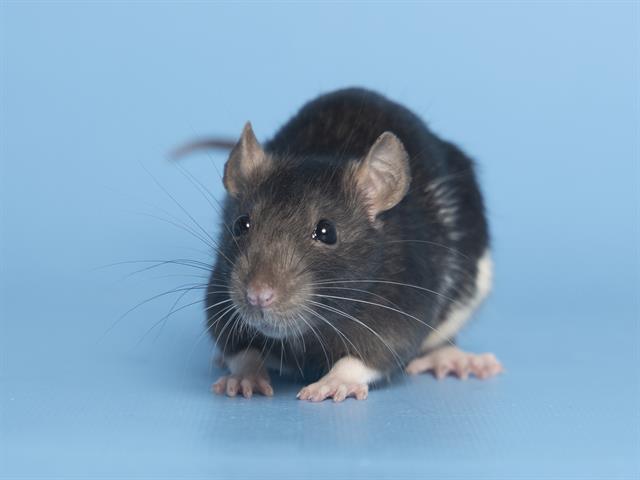 Image of Jackson the rodent