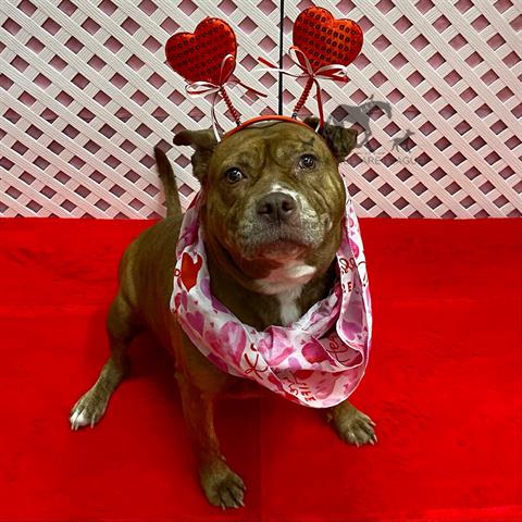 NIKKI, adoptable senior Staff Terrier A