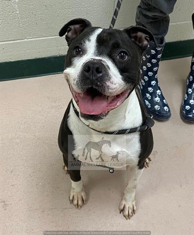 FLARE, adoptable senior Staff Terrier A