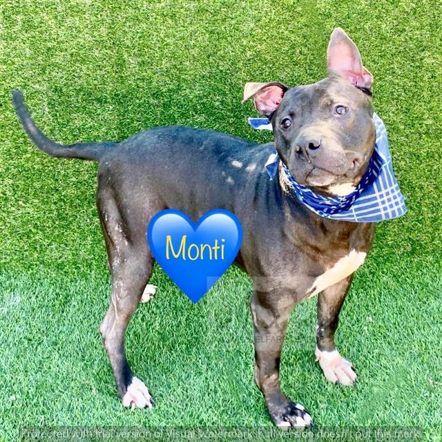 MONTI, adoptable senior Staff Terrier A