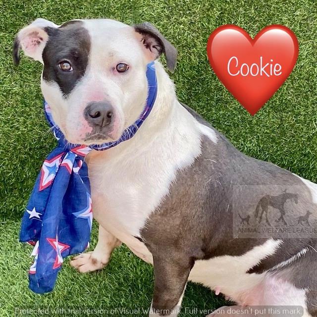 COOKIE, adoptable senior Staff Terrier A