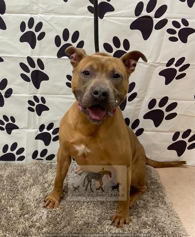 BUDDY, adoptable senior Staff Terrier A