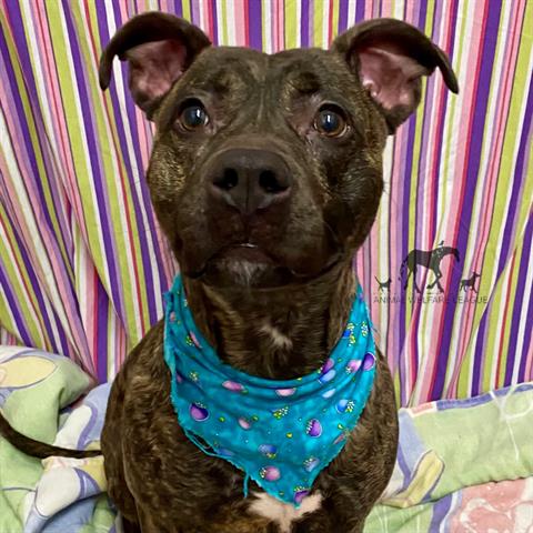 NORI, adoptable senior Staff Terrier A