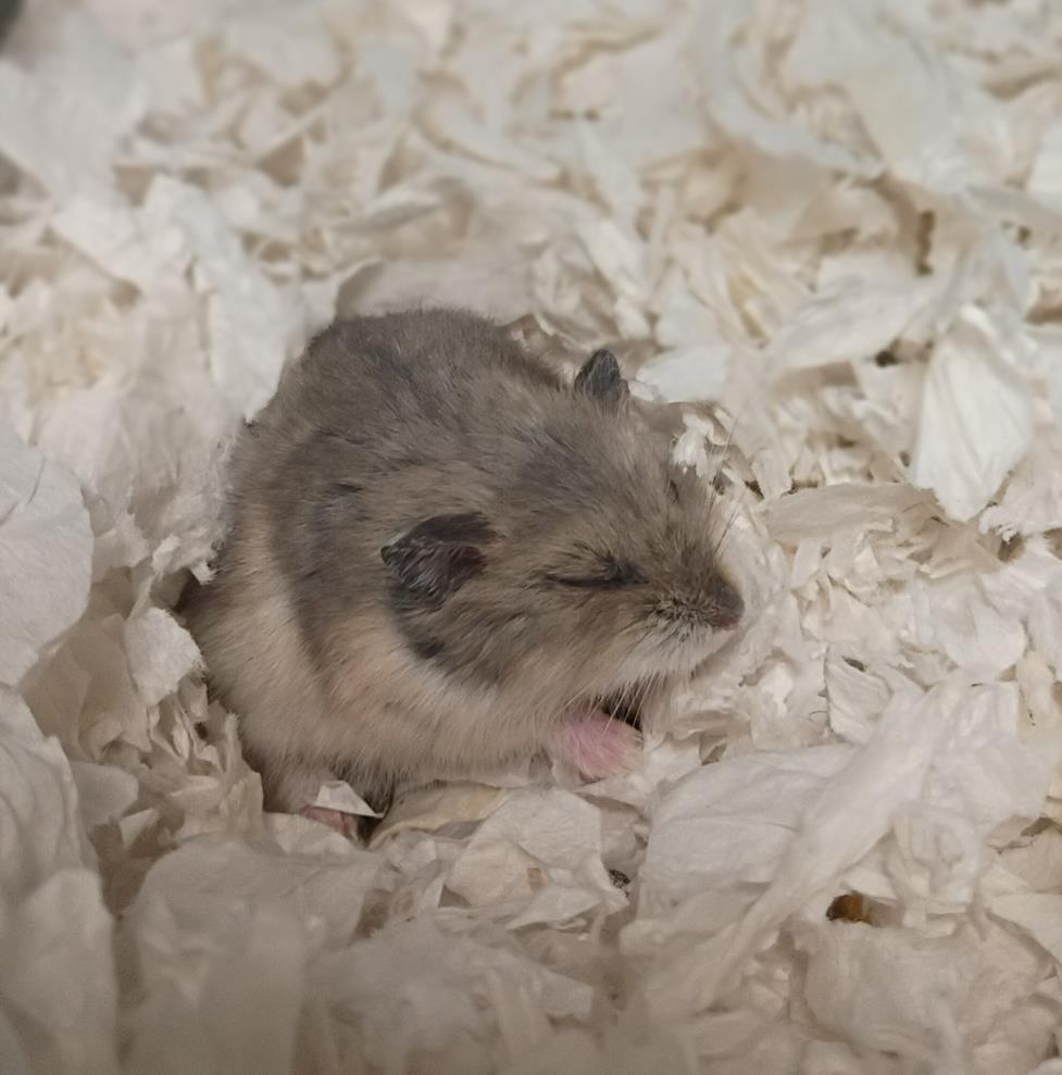 *HAMBERT