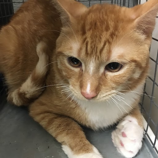 GARFIELD