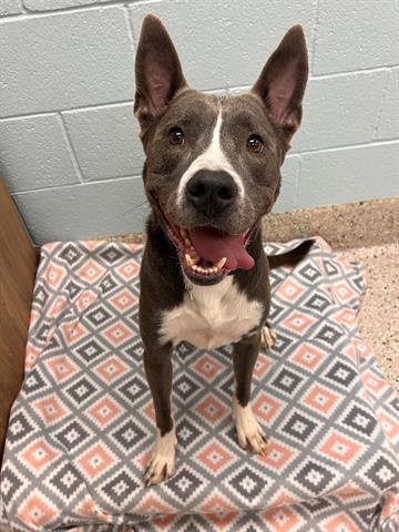 ROSCOE