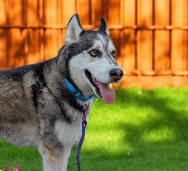 KODA