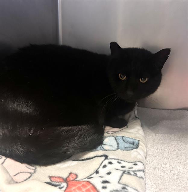 No Name - A864607