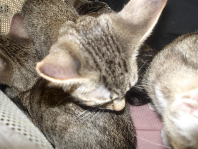 Image_A292952