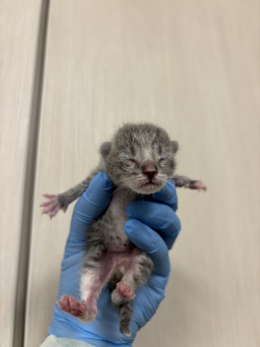 *MOUSEY