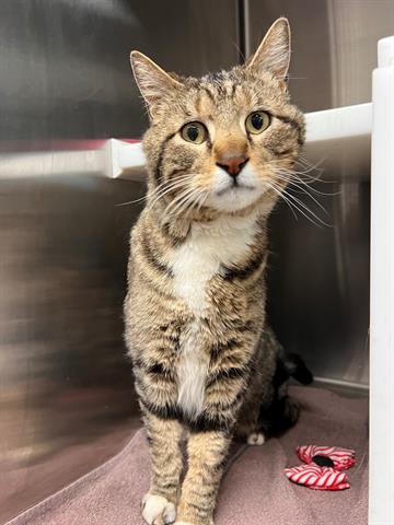 MOWGLI