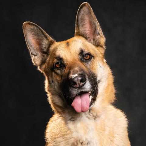 Zardu - A786882