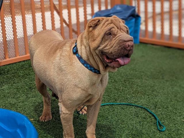 *ALF