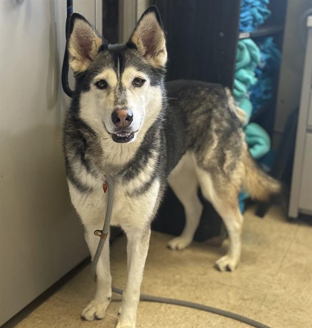 Loki - A850186