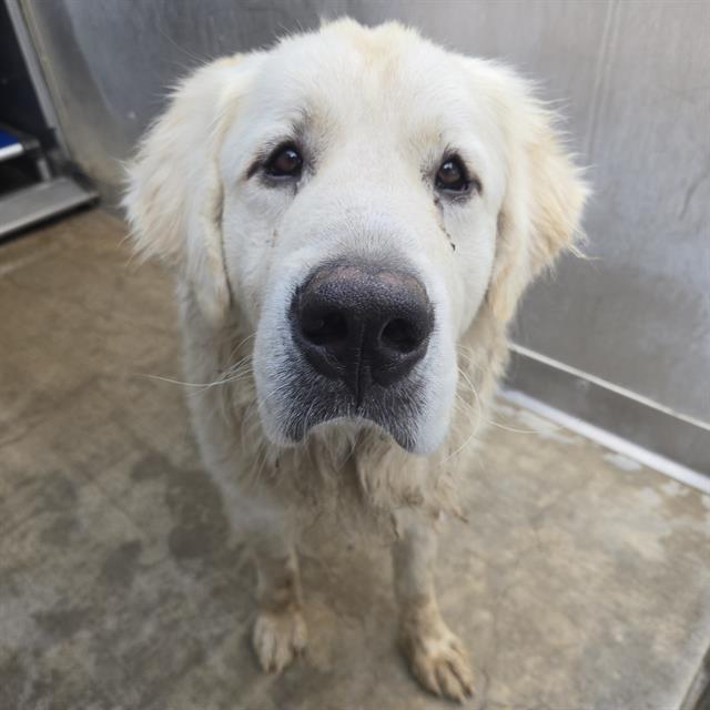Elwood - A865145