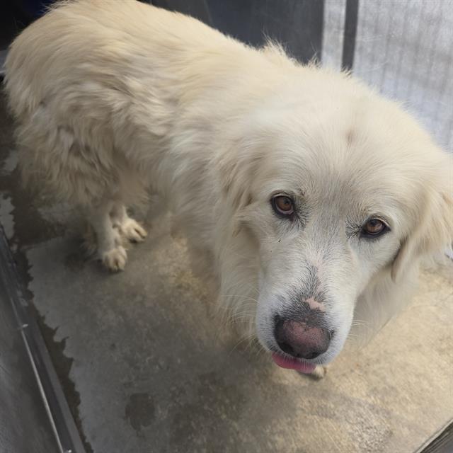 Jake - A865144