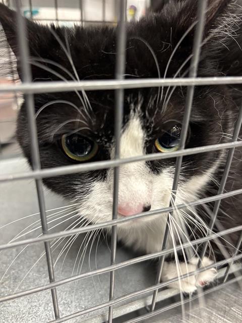 GATO