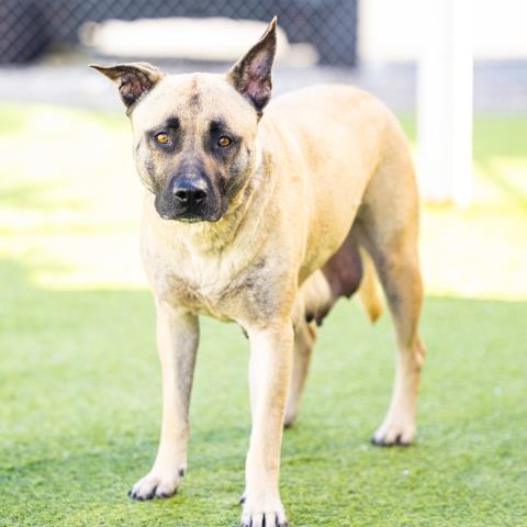 Roxy - A807180