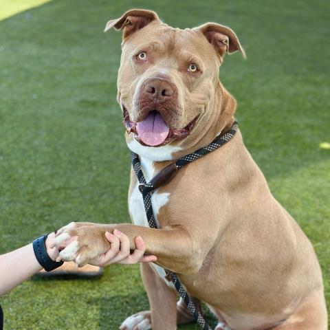 Barnacle - A853579