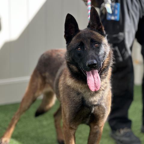 Ace - A854809