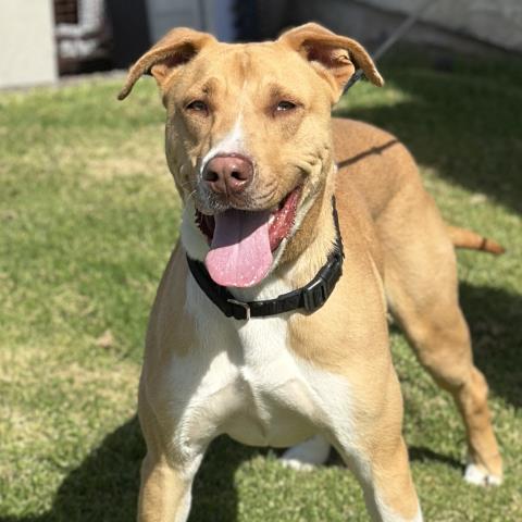 Zeus - A840982