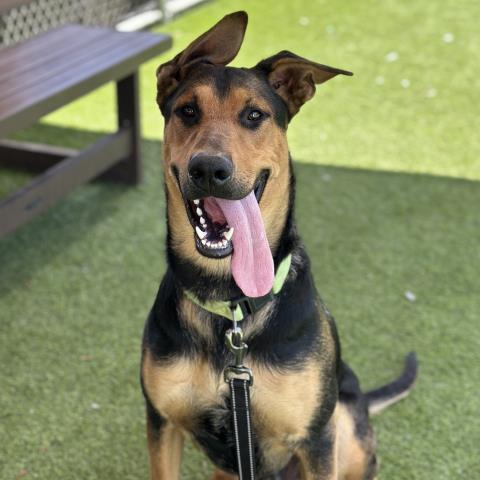 Buddy - A860519