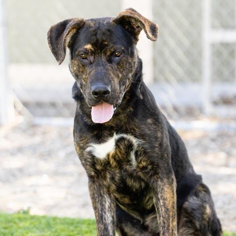 Shook - A864857