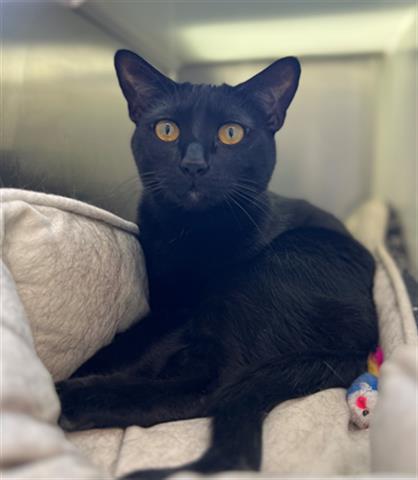 BINX