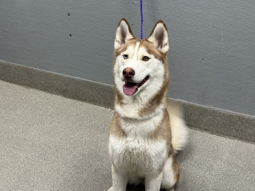 *ASPEN
