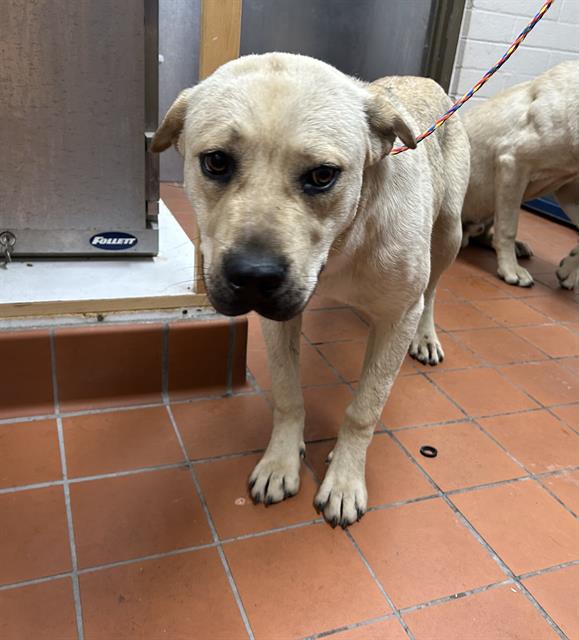 Maple - A865511
