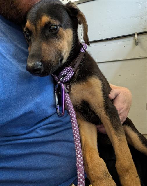 Dolly - A865690