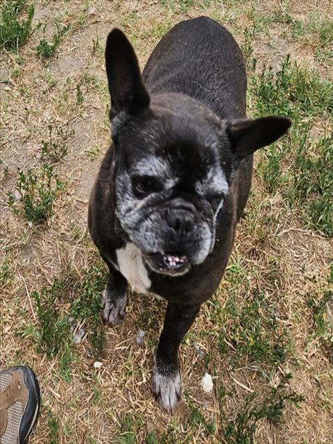Petunia - A865471