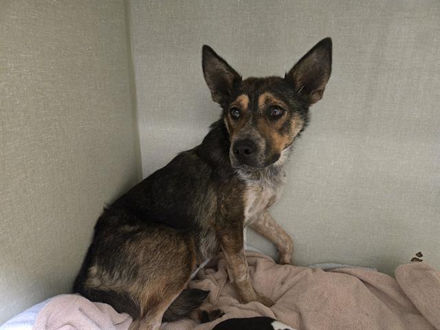 Toffee - A864883