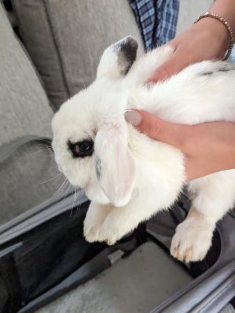 Image_2947698