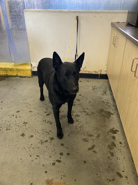 Panther - A846703