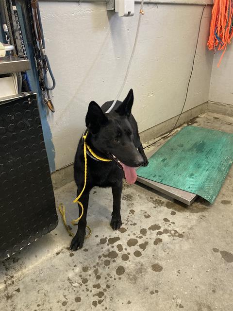 Preta - A846704