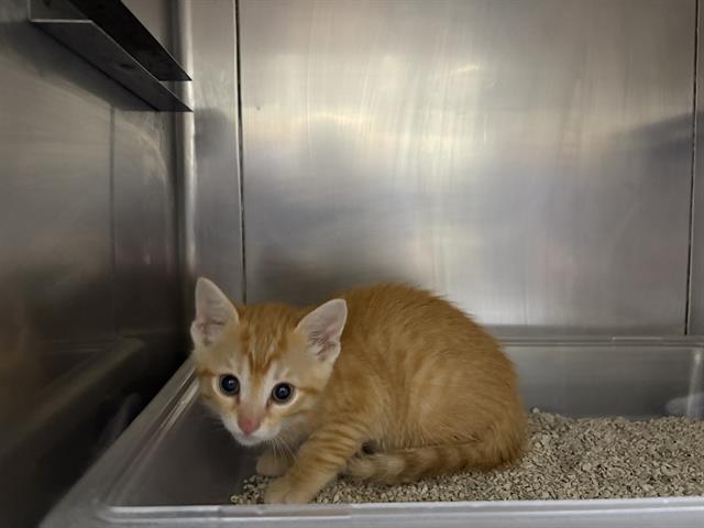 No Name - A866251
