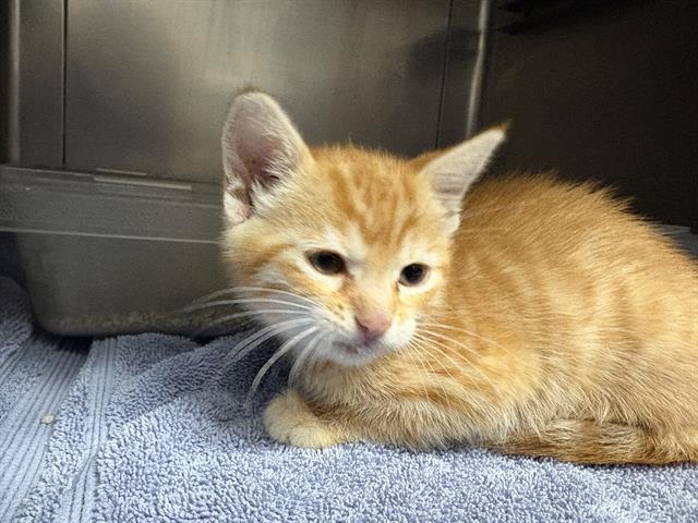 No Name - A866253