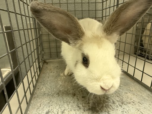 *DUMBO