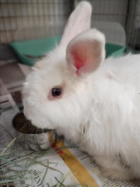 *COCO