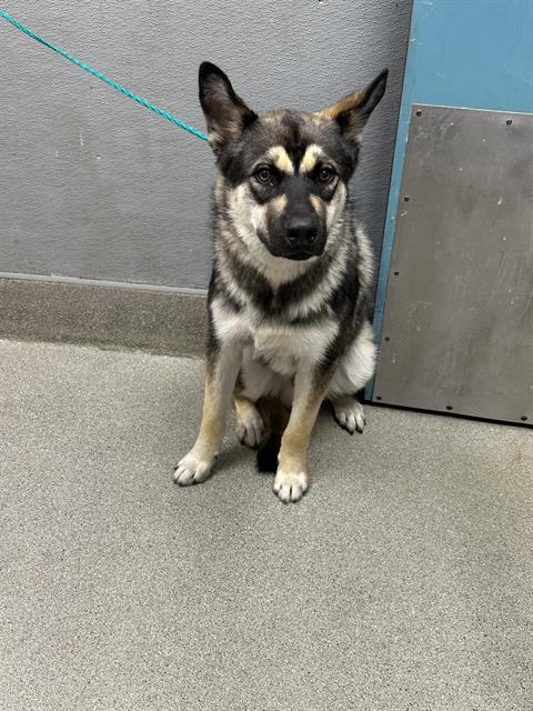 *BALTO