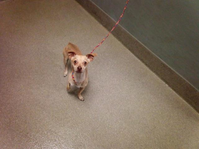*SCRAPPY-DOO