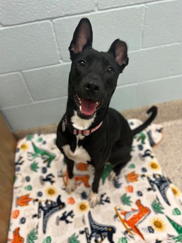 NALA