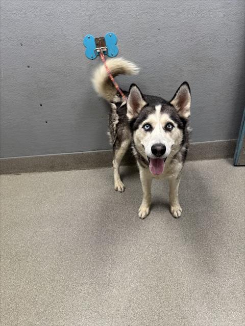 *BALTO