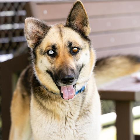 Scout - A865883