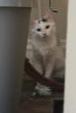 Image_2954924