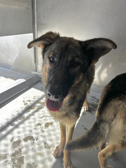 Beau - A866884