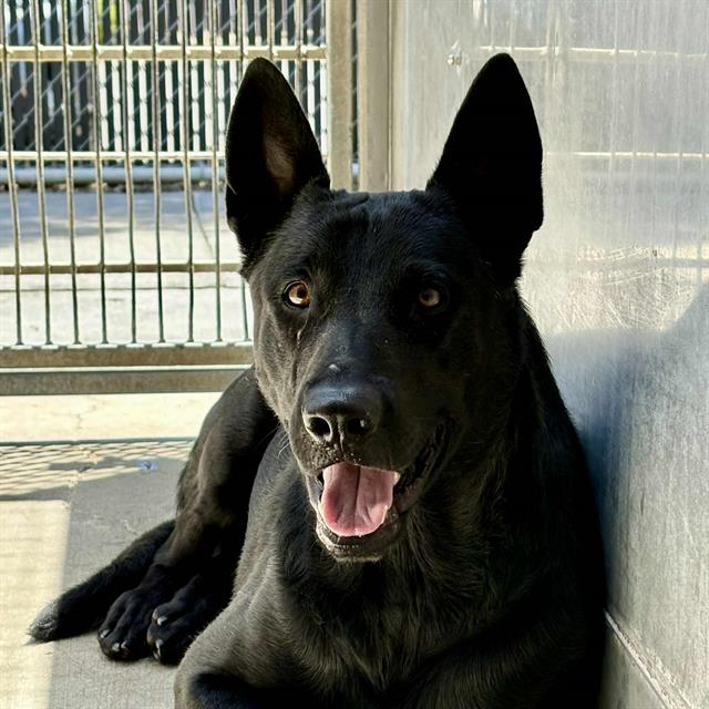 Ringo - A866255